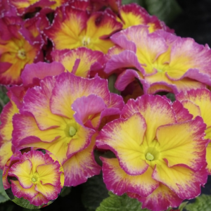 Primula elatior Inara Candy Rose