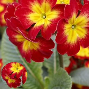 Primula - Inara Red Fire