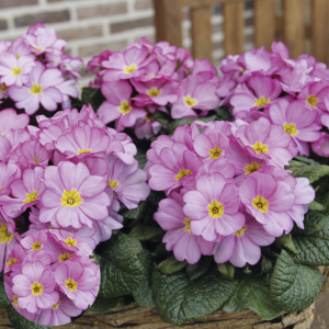 Primula - Elfjes Rose