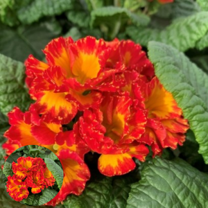 Primula - Girl's Delight Red Shades