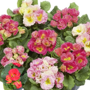 Primula - Girl's Delight Rose Shades