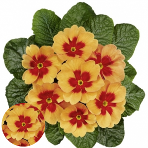 Primula - Jupiter Orange Glow