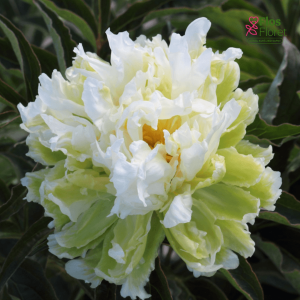 Peonija - Green Halo