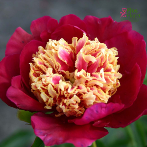 Peonija - Pienziedu peonija Sword Dance