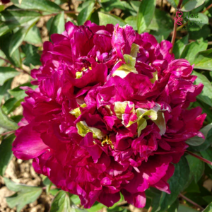 Kokveida peonija - Fragrant Champion (Guan Qun Fang)