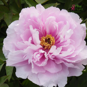 Kokveida peonija - Like a Girl (Ru Hua Si Yu)