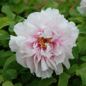 Kokveida peonija - Peachy Snow (Xue Ying Tao Hua)