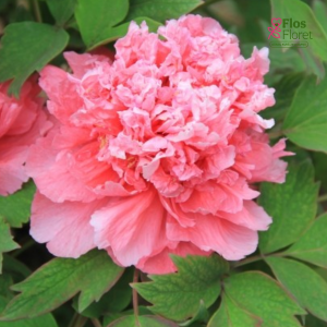 Kokveida peonija - Pink Sky (Hu Hong)