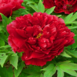 Kokveida peonija - Red Lotus (Fang Ji)