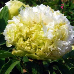 Kokveida peonija - Spring Willow (Chun Lui)