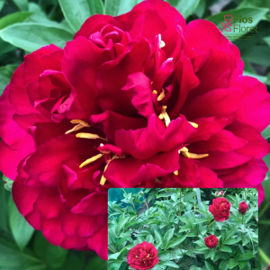 RPA59_Peonija - Macrinus 