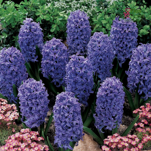 Hiacinte - BLUE JACKET