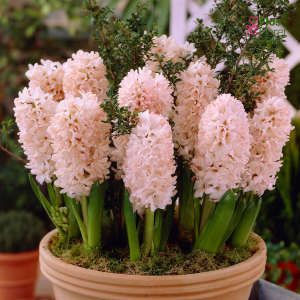 Hiacinte - CHINA PINK