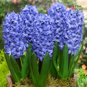 Hiacinte - DELFTS BLUE