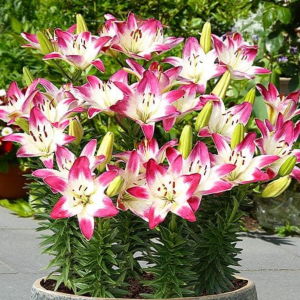 35A. - Lilija - AZ Lollypop PODU - Lollipop