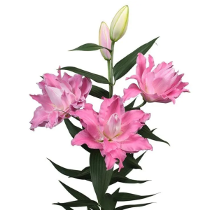 7A. - Lilija - OR Dreamline