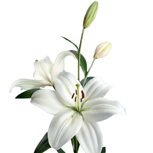 Lilija - LA Litouwen