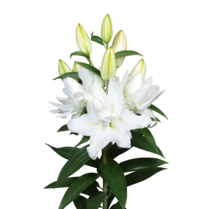 Lilija - OR Chardonnay