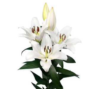 25A. - Lilija - OT Tomorrow - 70A.