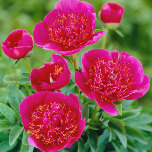 Peonija - Anemoniflora