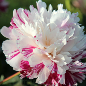 Peonija - Candy Stripe