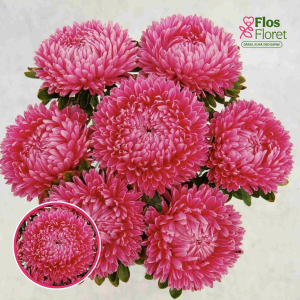Ķīnas astere - Lady Coral Brilliant Rose FS. SĒKLAS _25s