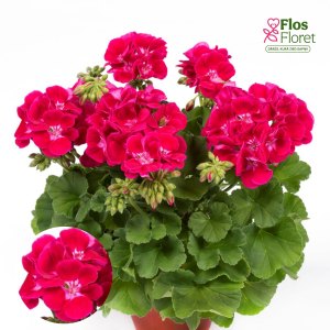 E84. Joslu pelargonija - Flower Fairy Red Splash