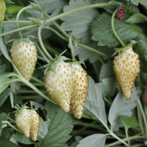 G85. Meža zemene - Tubby White