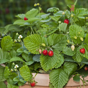 G86. Dārza zemene - Hummi Waldfee