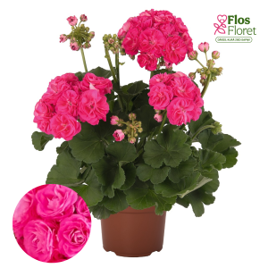 G4. Joslu pelargonija - Survivor Idols Rosalinda D4.