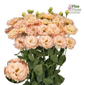 G11. Lizante, eustoma - Celeb 2 Apricot D11.