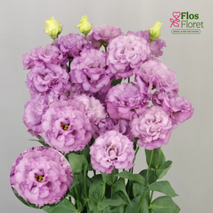 G13. Lizante, eustoma - Celeb 2 Grape D13. 