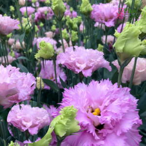 G17. Lizante, eustoma - Celeb 3 Feather Lavender D17. 