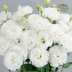 G18. Lizante, eustoma - Celeb Chrystal D18.