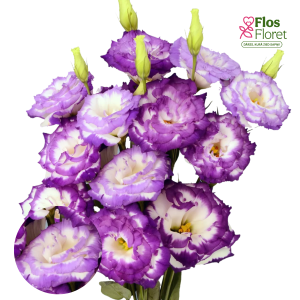 G19. Lizante, eustoma - Chaconne 2 Blue Picotee D19. 