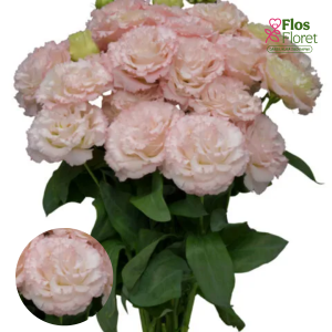 G20. Lizante, eustoma - Chaconne 2 Wedding Pink D20.