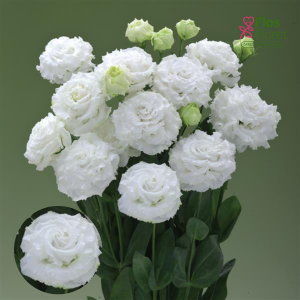 G21. Lizante, eustoma - Corelli 2 White Impr. D21.
