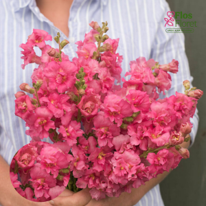 G24. Lielā lauvmutīte - Mrs. Holly Double 3 Pink D24.