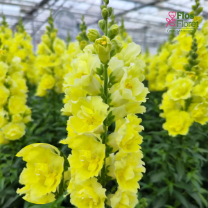 G25. Lielā lauvmutīte - Mrs. Holly Double 2 Yellow D25. 