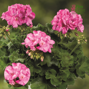 E87. Joslu pelargonija - Grandeur Classic Peppermint Rose