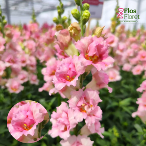 G26. Lielā lauvmutīte - Mrs. Holly Double 2 Light Pink D26.