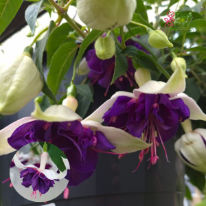 G33. Hibrīdā fuksija - Deep Purple (nokarena)