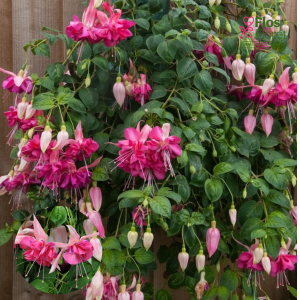 G35. Hibrīdā fuksija - Bella Rosella (nokarena)