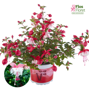G37. Hibrīdā fuksija - Leonita Double Pink-White (nokarena)
