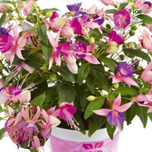 G38. Hibrīdā fuksija - Leonita Pink-Lilac (nokarena)