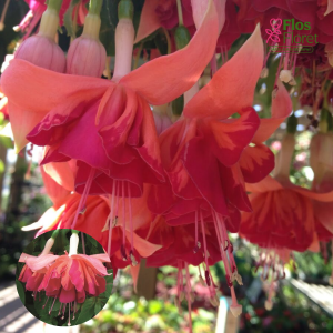 G40. Hibrīdā fuksija - Marbeller Double Salmon-Orange (nokarena)