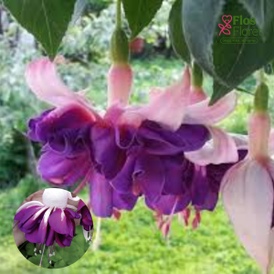 G41. Hibrīdā fuksija - Marbeller Double White-Purple (nokarena)