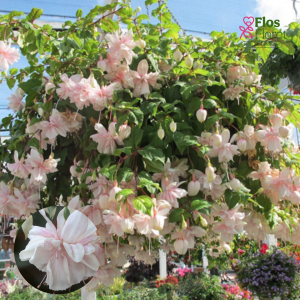 G44. Hibrīdā fuksija - Pink Marshmallow (nokarena)