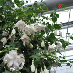 G45. Hibrīdā fuksija - White King (nokarena)