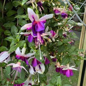 G46. Hibrīdā fuksija - La Campanella (nokarena)